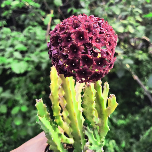 Bees Plant Hub Caralluma umbellata Flowering Cactus Live Plant with Pot