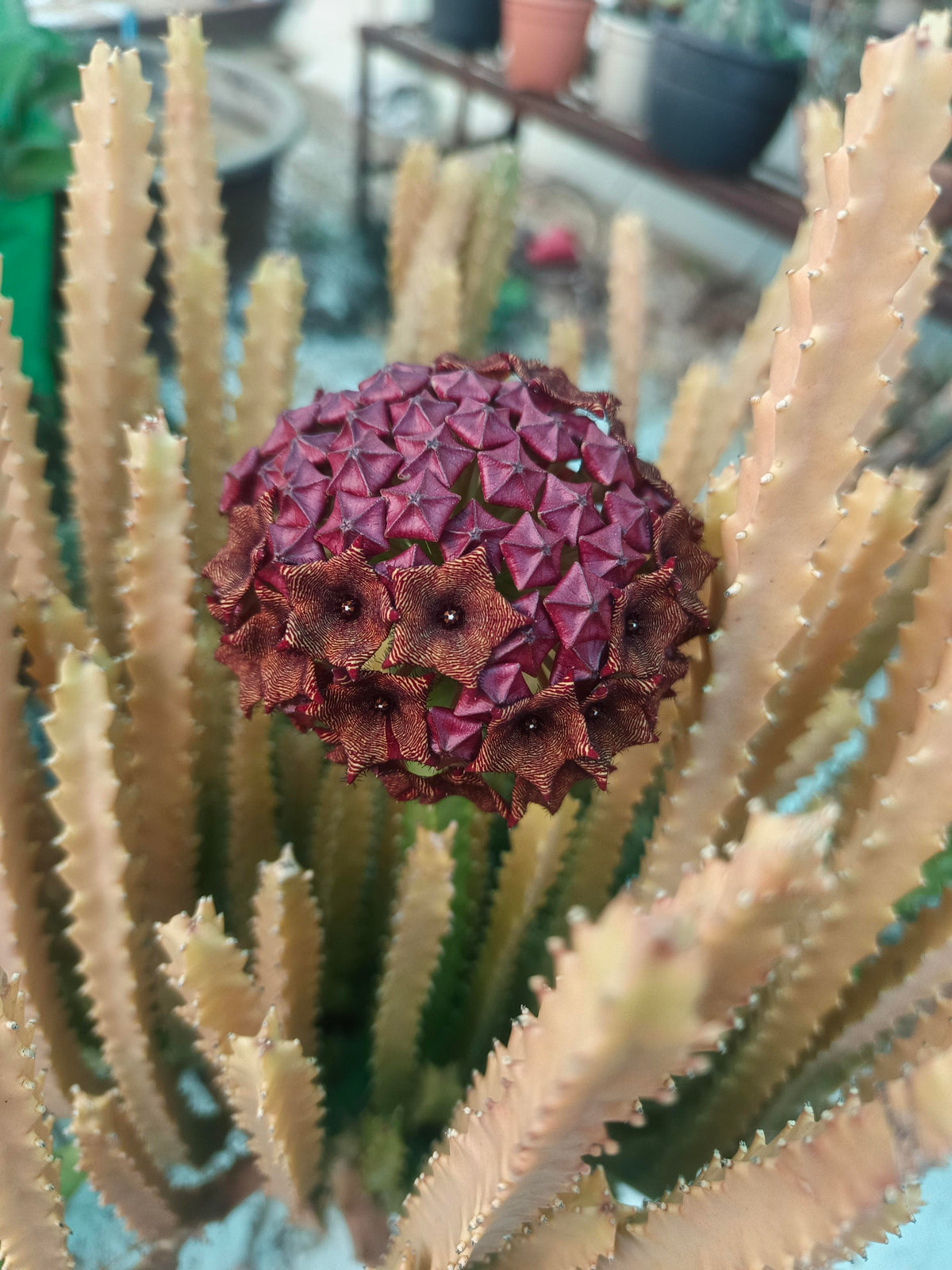 Bees Plant Hub Caralluma umbellata Flowering Cactus Live Plant with Pot