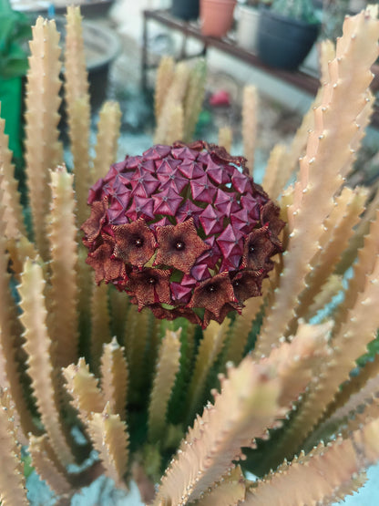 Bees Plant Hub Caralluma umbellata Flowering Cactus Live Plant with Pot