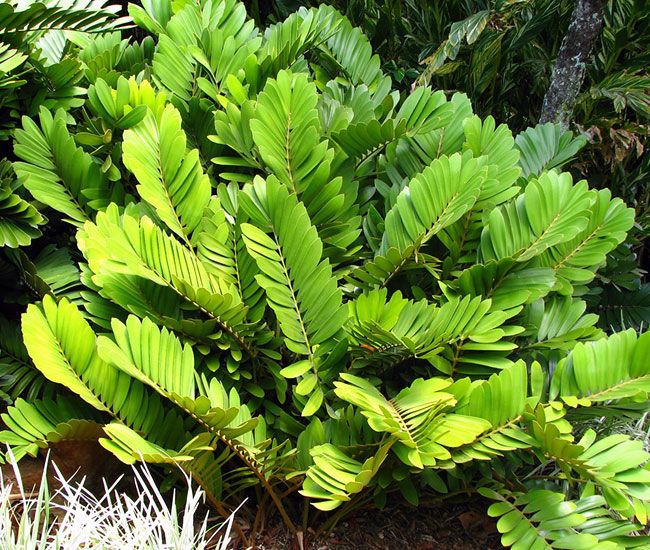 Bees Plant Hub Cardboard Palm (Zamia furfuracea) Ornamental Live Plant
