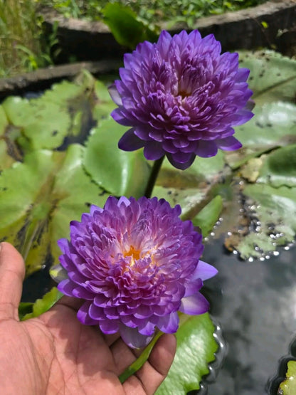 Care Free  waterlily tropical daily bloomer live plant