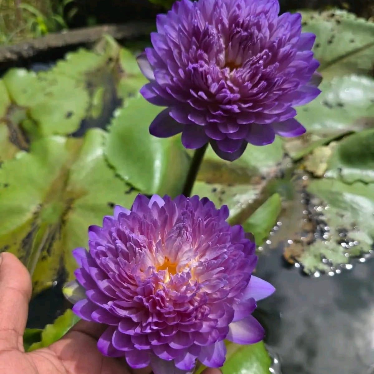 Care Free  waterlily tropical daily bloomer live plant