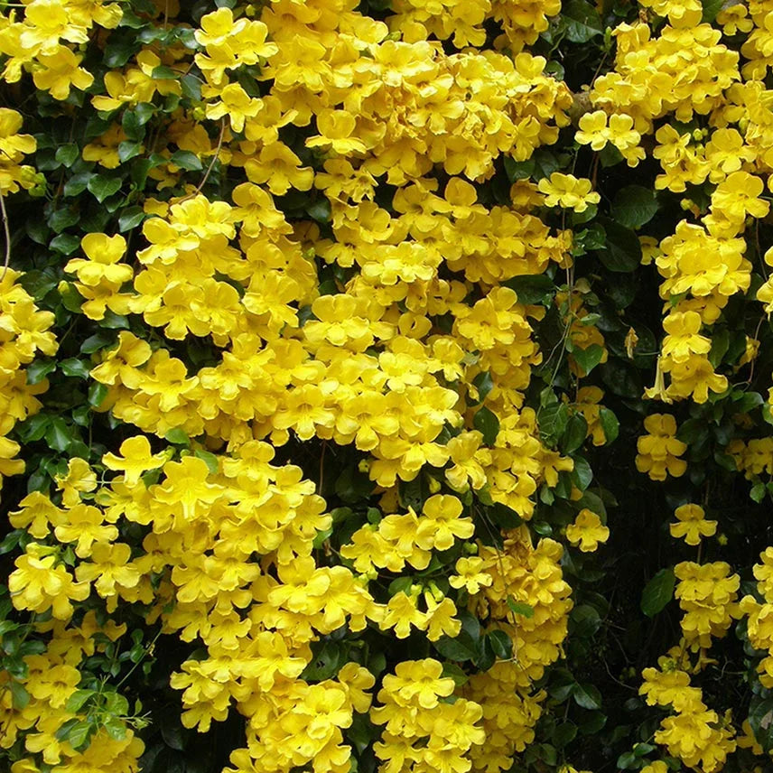 Bees Plant Hub Cat's Claw Climbing and Creeping Flowering Plant