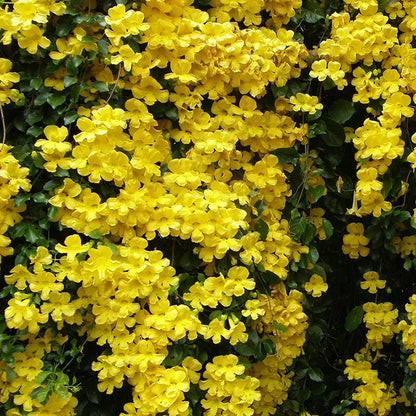 Bees Plant Hub Cat's Claw Climbing and Creeping Flowering Plant