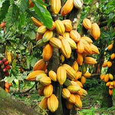 Cocoa - chocolate Tree Live Plant