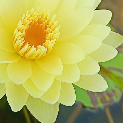 Chanwad waterlily tropical daily bloomer live plant
