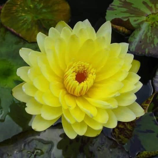 Chanwad waterlily tropical daily bloomer live plant