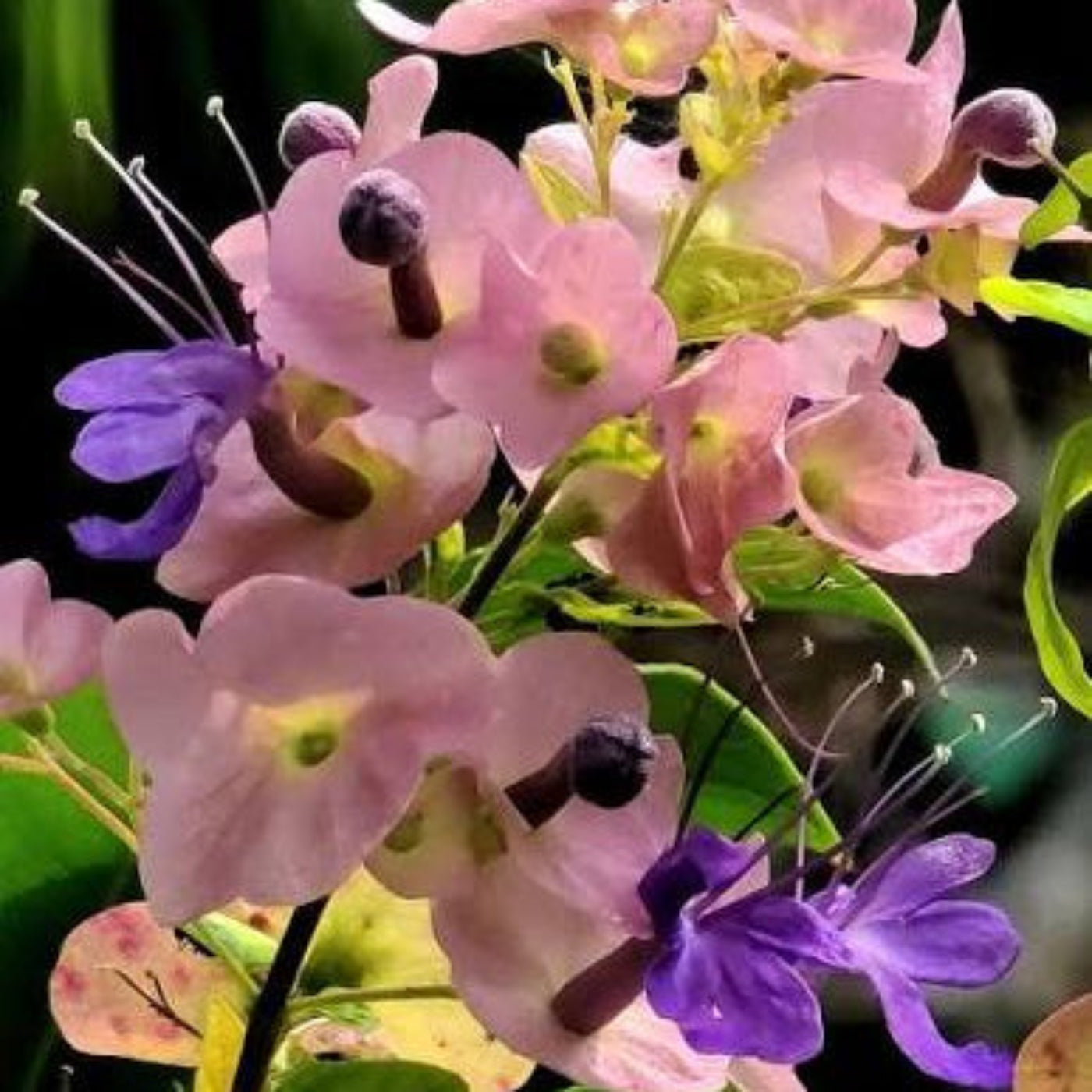 Purple Chinese Hat /Holmskioldia tettensis / Karomia speciosa / Karomia tettensis Live flowering Plant