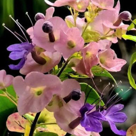 Bees Plant Hub Purple Chinese Hat /Holmskioldia tettensis / Karomia speciosa / Karomia tettensis Live flowering Plant