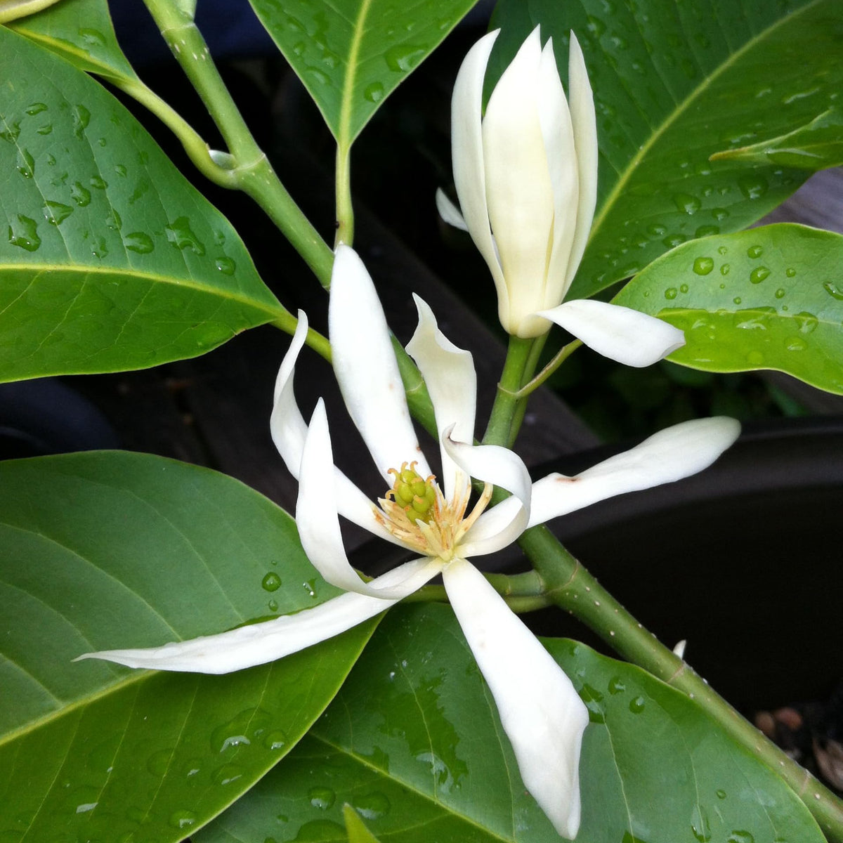 Bees Plant Hub White Champa Grafted Flowering Live Plant