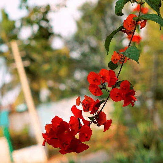 Bees Plant Hub Red Chinese Hat (Holmskioldia Sanguinea) Flowering Live Plant