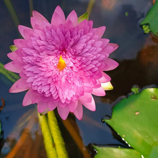 Chombu patra waterlily tropical daily bloomer live plant
