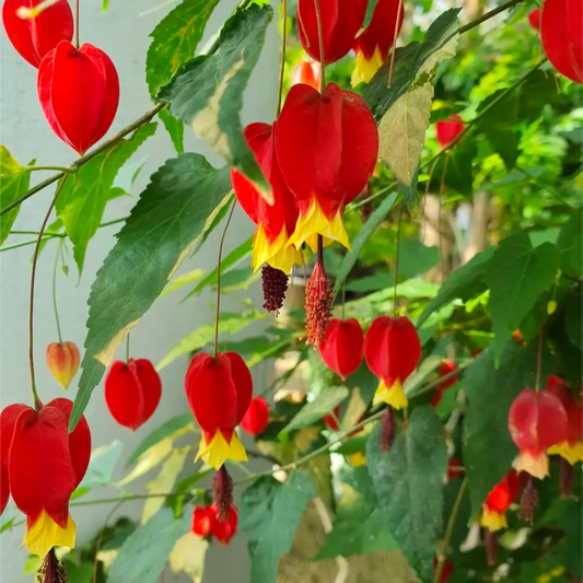 Bees Plant Hub Chinese Lantern (Abutilon megapotamicum) Rare Flowering Live Plant