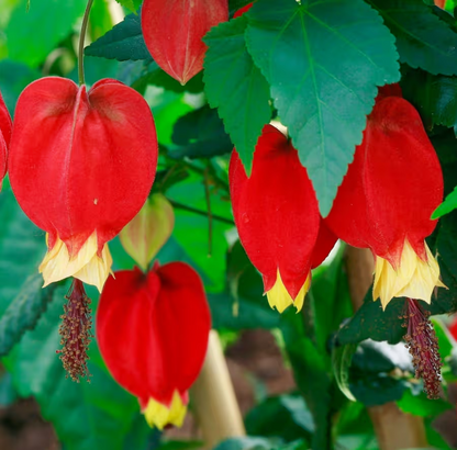 Bees Plant Hub Chinese Lantern (Abutilon megapotamicum) Rare Flowering Live Plant