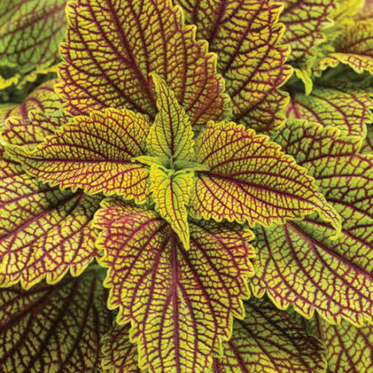 Bees Plant Hub Coleus 'Bronze Age' Ornamental Live Plant