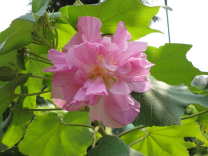 Colour Changing Rose (Hibiscus mutabilis) All Time Flowering Live Plant