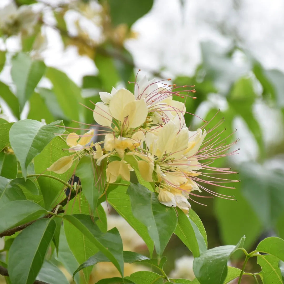 Bees Plant Hub Sacred Garlic Pear (Crateva religiosa) Rare Flowering Live Plant