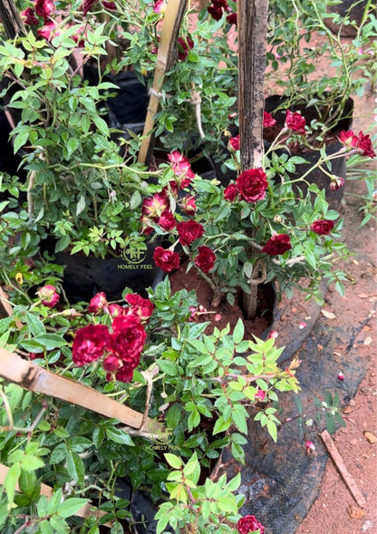 Bees Plant Hub Red, White & Pink Creeper/ Climbing Rose Combo Live Plant