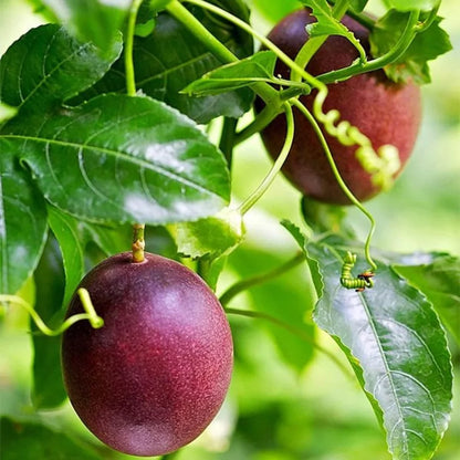 Passion Fruit Red Layerd Live Plant