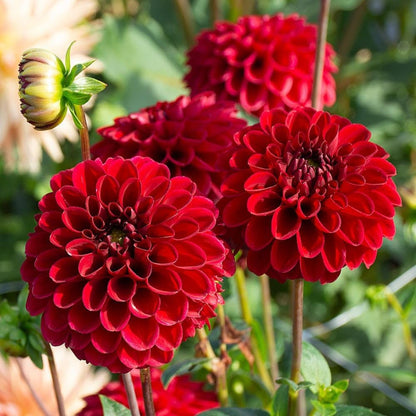 Bees Plant Hub Red Dahlia Flowering Live Plant