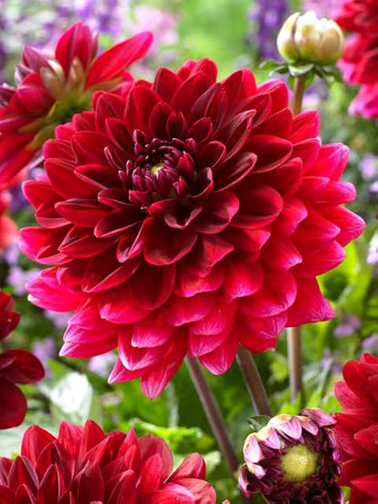 Bees Plant Hub Red Dahlia Flowering Live Plant