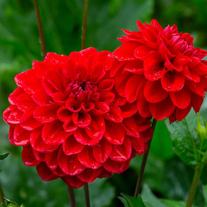Bees Plant Hub Red Dahlia Flowering Live Plant