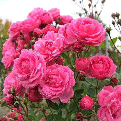 Bees Plant Hub Miniature Dark Pink Button Rose Live Plant