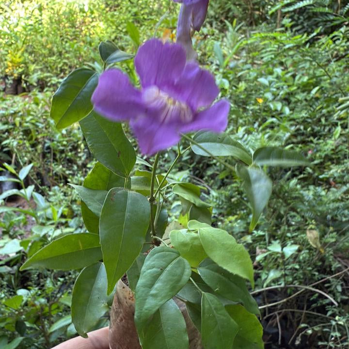 Miniature garlicvine  Layered Live Plant