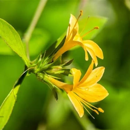 Bees Plant Hub December Flower Yellow (Reinwardtia indica) All Time Flowering Live Plant