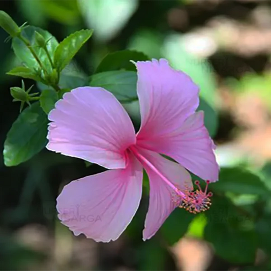 Bees Plant Hub Hibiscus Light Pink Desi Flowering Live Plant