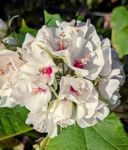 Bees Plant Hub White Dombeya (Dombeya Burgessiae) Flowering Live Plant