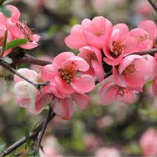 Japanese Quince Pink Rare Flowering Live Plant