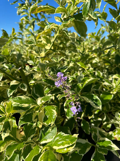 Bees Plant Hub Duranta Erecta (Variegated Sky Flower) Ornamental Live Plant