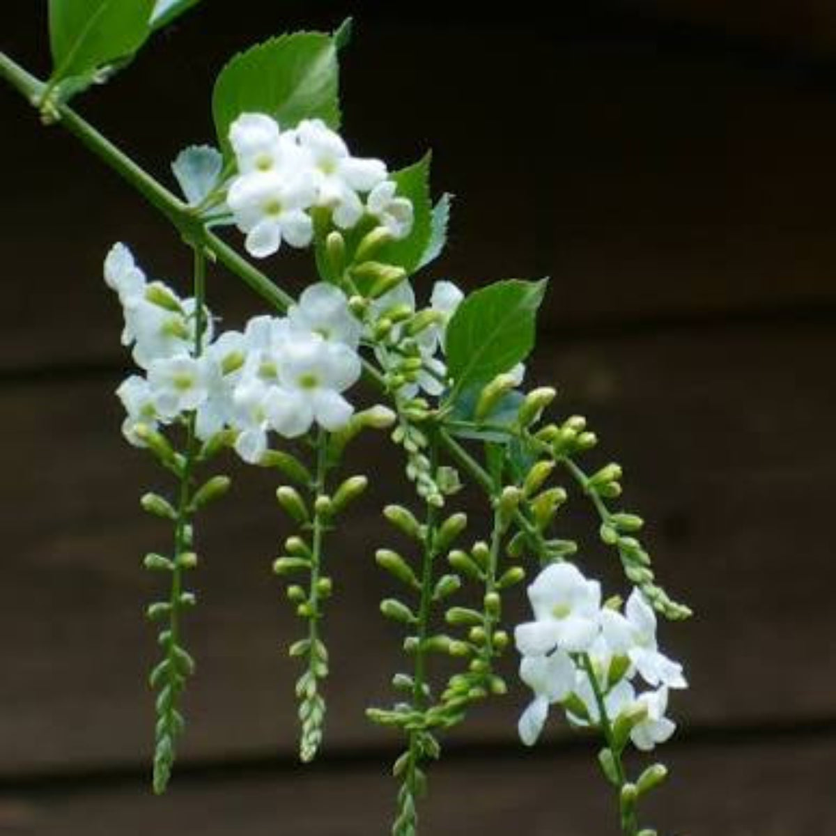 Bees Plant Hub Duranta Erecta White Flower with Green Leaves Ornamental Live Plant