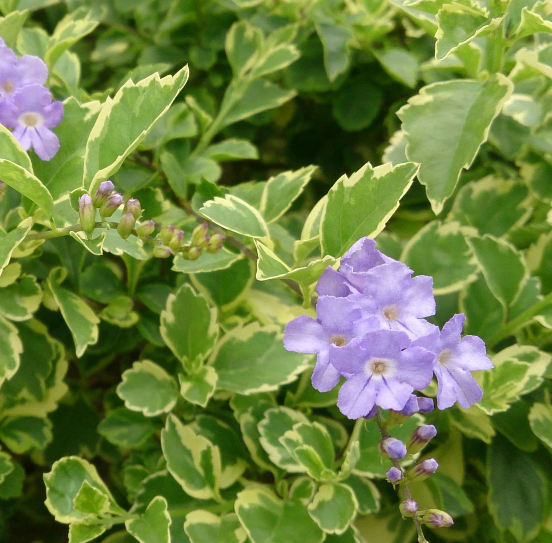 Bees Plant Hub Duranta Erecta (Variegated Sky Flower) Ornamental Live Plant