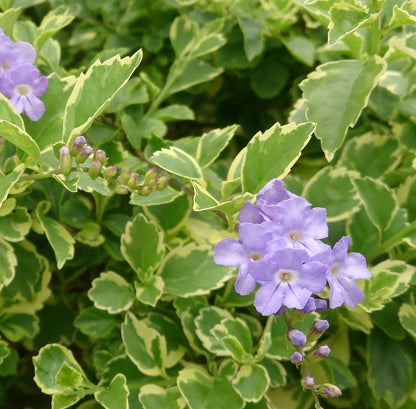 Bees Plant Hub Duranta Erecta (Variegated Sky Flower) Ornamental Live Plant