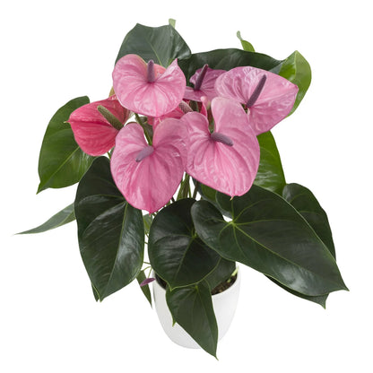 Bees Plant Hub Dwarf Anthurium Cavalli Indoor/Outdoor Live Plant