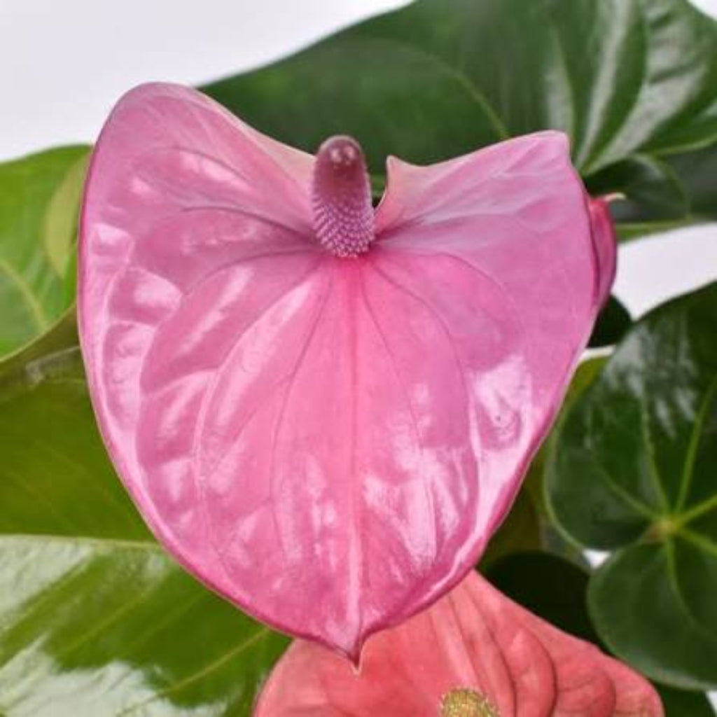 Bees Plant Hub Dwarf Anthurium Cavalli Indoor/Outdoor Live Plant