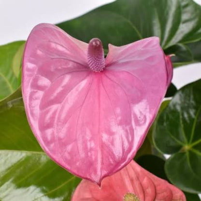 Bees Plant Hub Dwarf Anthurium Cavalli Indoor/Outdoor Live Plant