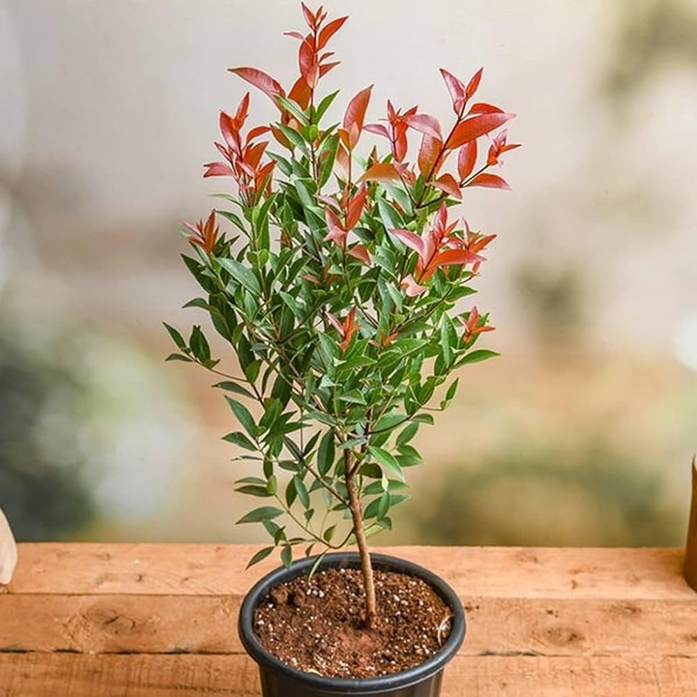 Eugenia Ornamental Live Plant