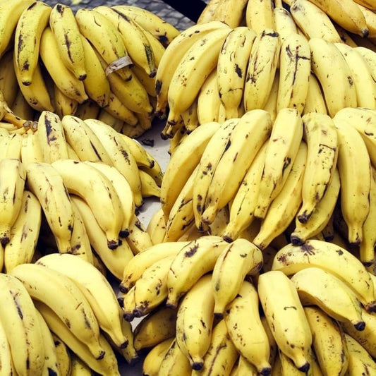 Bees Plant Hub Ethan Banana Live Plant