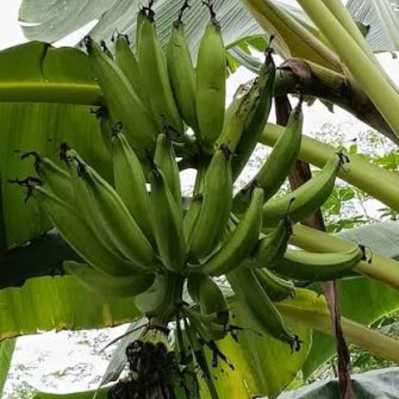 Bees Plant Hub Ethan Banana Live Plant