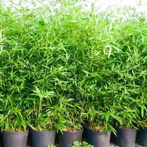 Pencil Bamboo (Bambusa multiplex) Live Plant