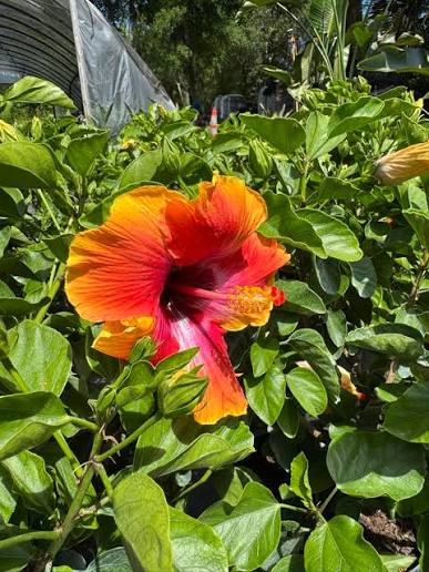 Bees Plant Hub Fiesta Hibiscus All Time Flowering Live Plant