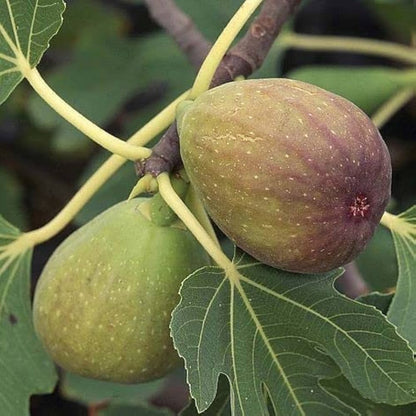 Krithika Nakshatra Trees (Israel Fig / Anjeer / Athi pazham Live Plant )