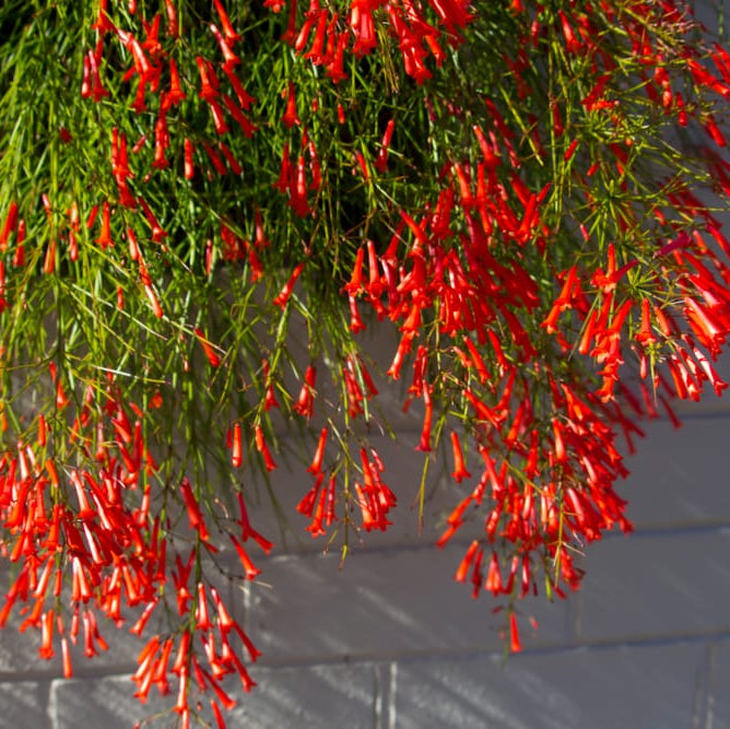Bees Plant Hub Red Firecracker (Russelia equisetiformis) Flowering Live Plant