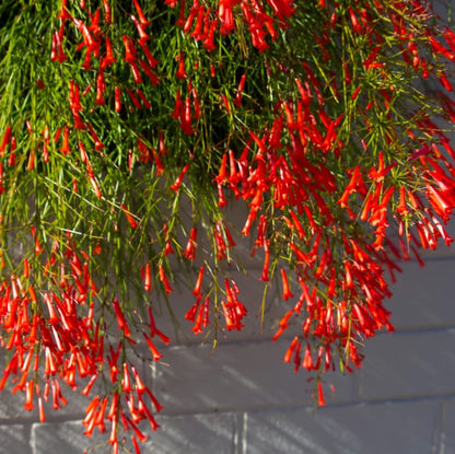 Bees Plant Hub Red Firecracker (Russelia equisetiformis) Flowering Live Plant