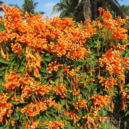 Bees Plant Hub Flaming Trumpet Vine (Pyrostegia Venusta) Creeper/Climber Flowering Live Plant