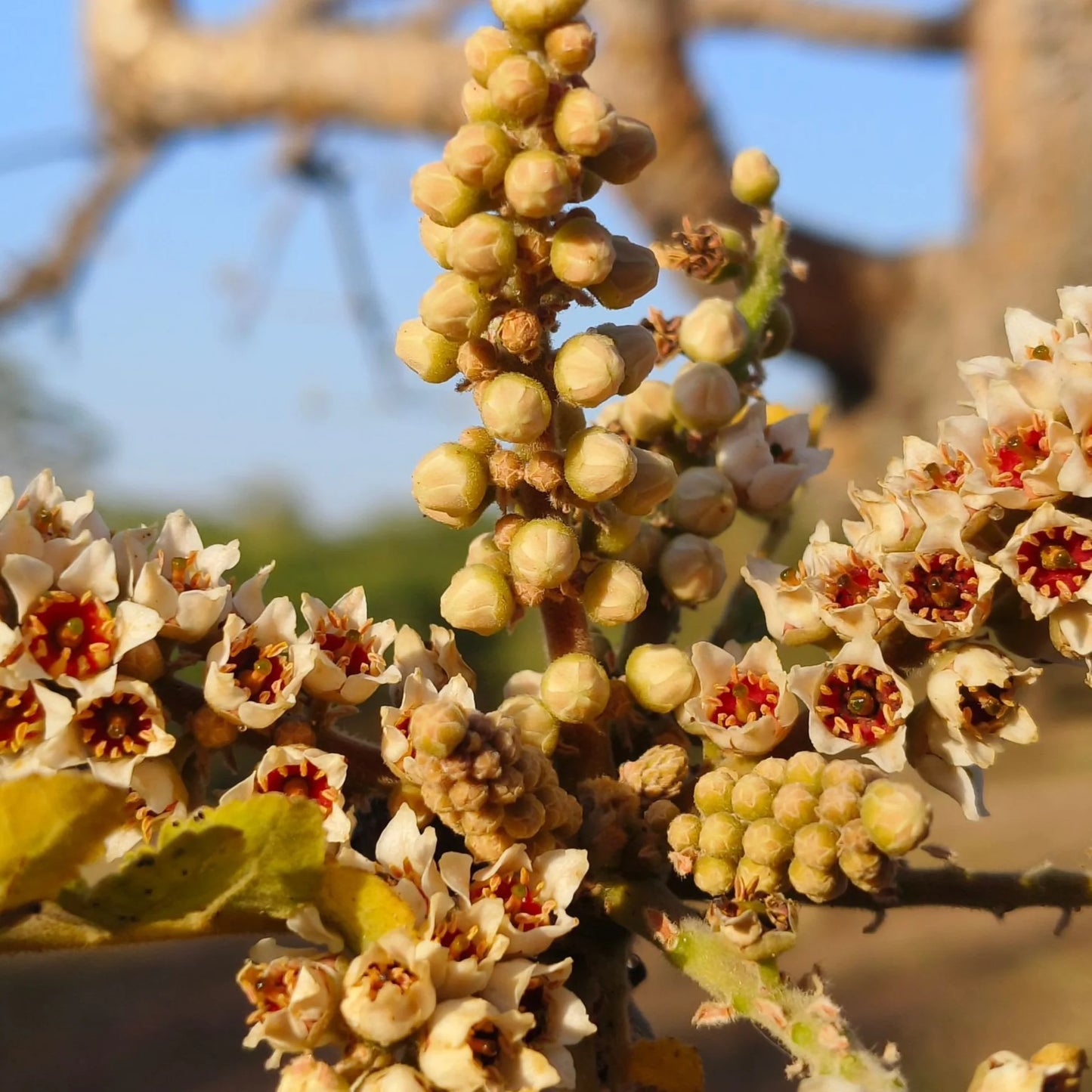 Bees Plant Hub Indian Frankincense (Boswellia serrata) Live Plant