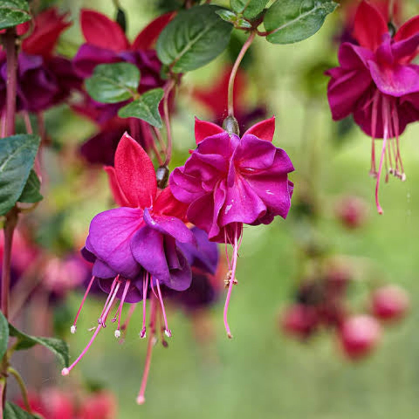 Bees Plant Hub Fuchsia Magenta (Fuchsia magellanica) Rare All Time Flowering Live Plant